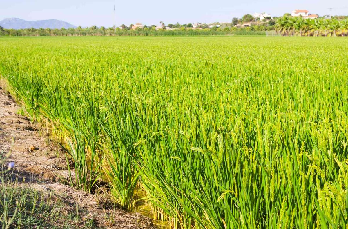 Agriculture program